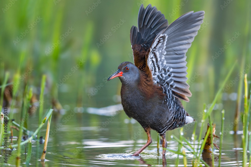 Waterral; Water Rail; Rallus aquaticus Waterral; Water Rail; Rallus aquaticus