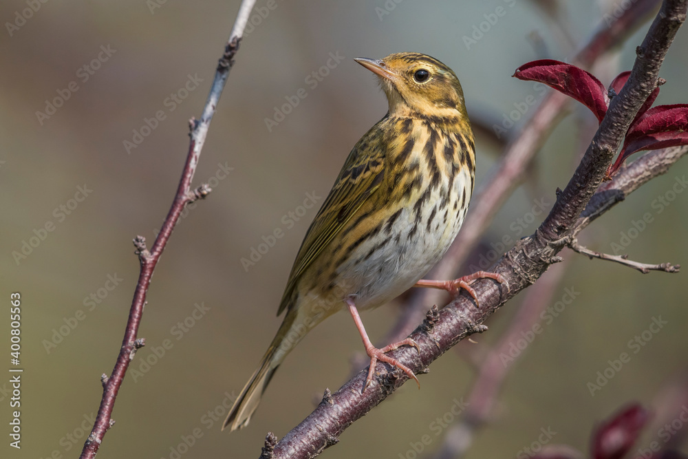 Fototapeta premium Siberische Boompieper, Olive-backed Pipit; Anthus hodgsoni