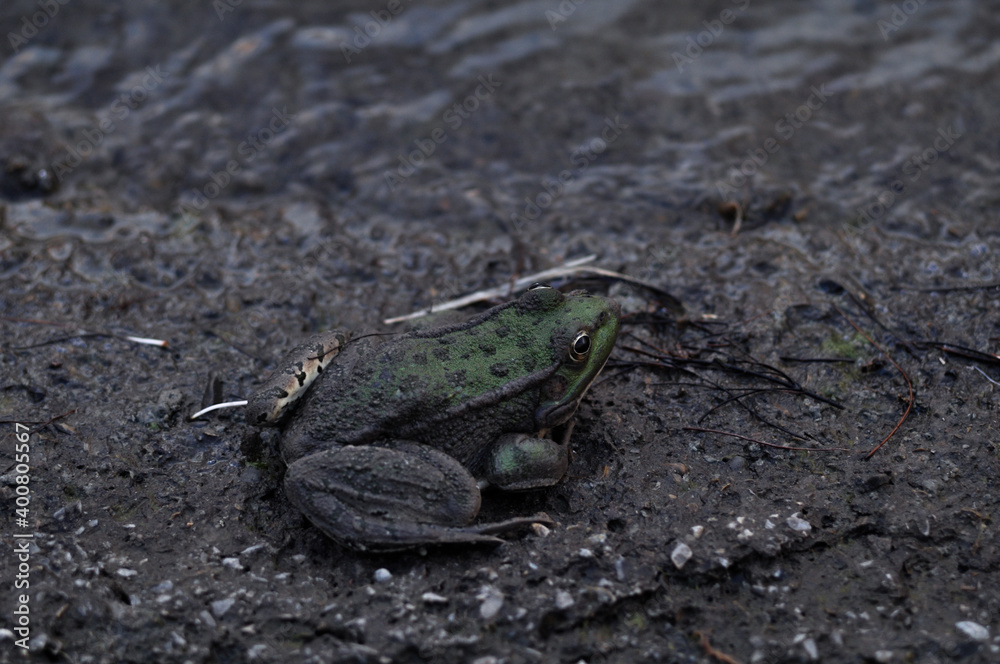 Naklejka premium Frog near a pond on a concrete background