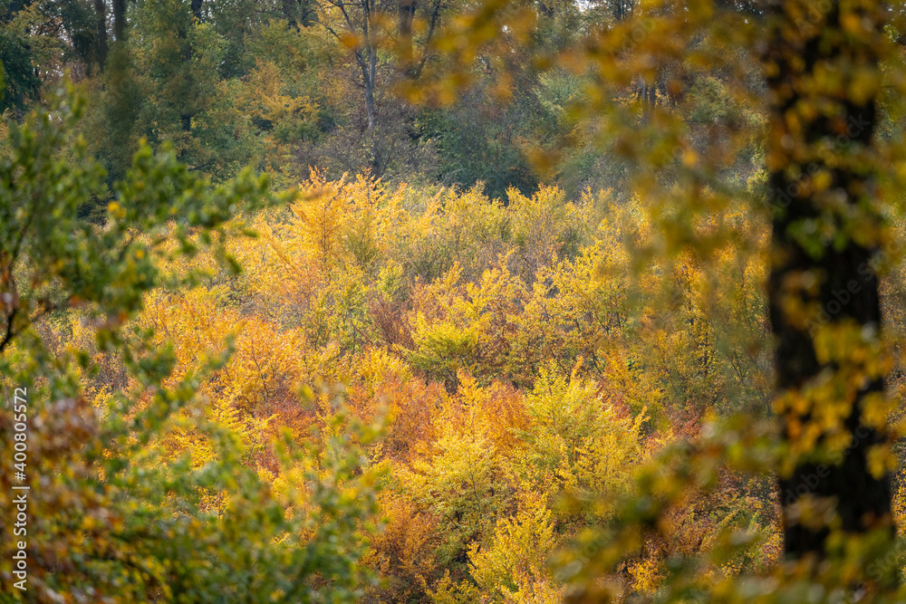 view of a forest in autumn sunshine with deciduous trees and leaves in beautiful yellow and red colors view of a forest in autumn sunshine with deciduous trees and leaves in beautiful yellow and red colors