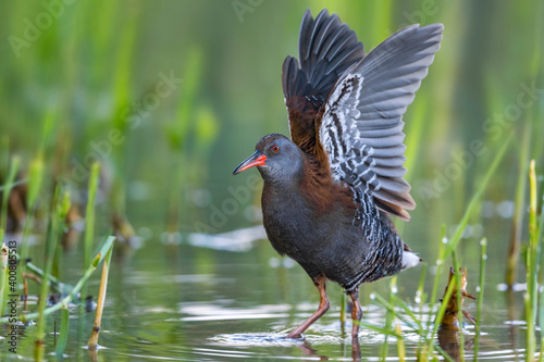 Waterral; Water Rail; Rallus aquaticus photo