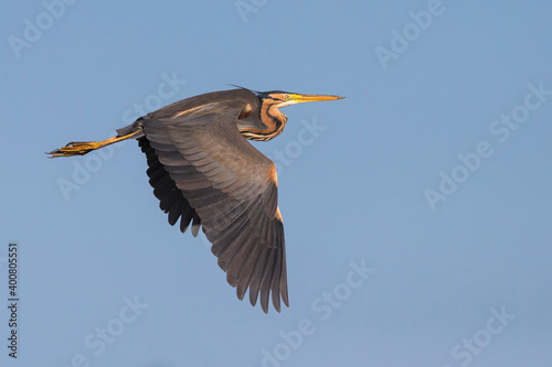 Purperreiger, Purple Heron, Ardea purpurea