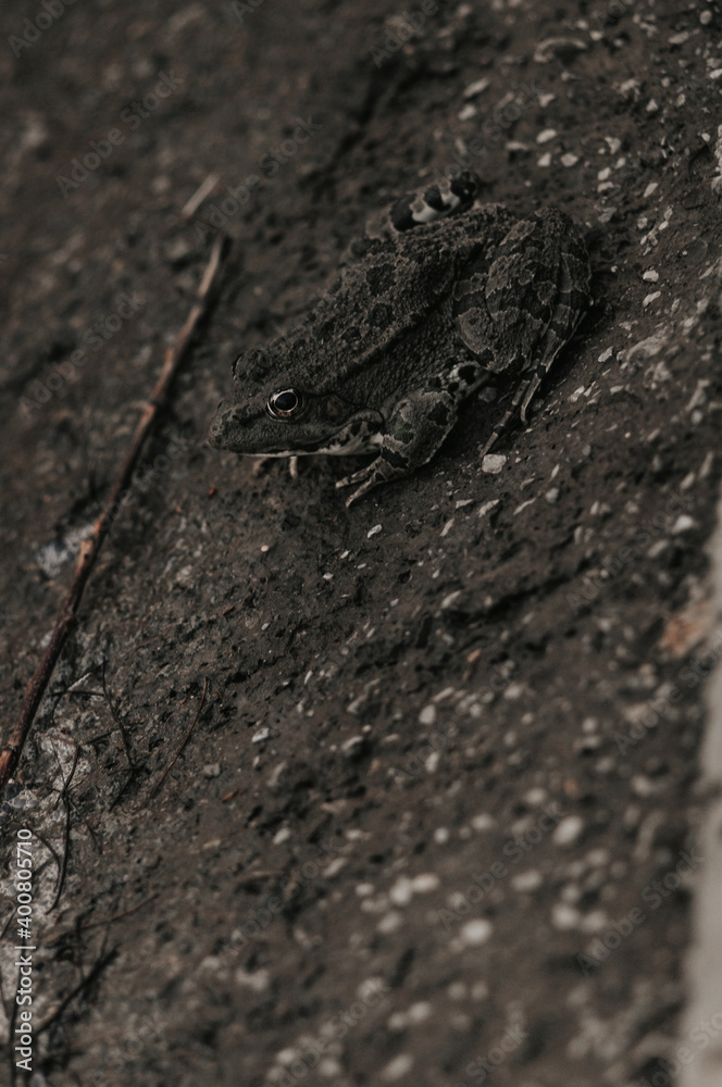Frog disguises itself on the background of asphalt Frog disguises itself on the background of asphalt
