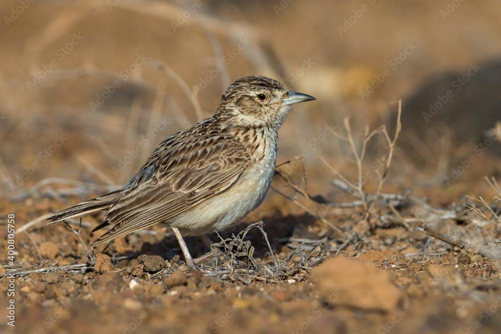 Razoleeuwerik, Raso Lark, Alauda razae Razoleeuwerik, Raso Lark, Alauda razae