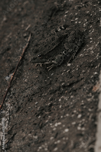 Frog disguises itself on the background of asphalt