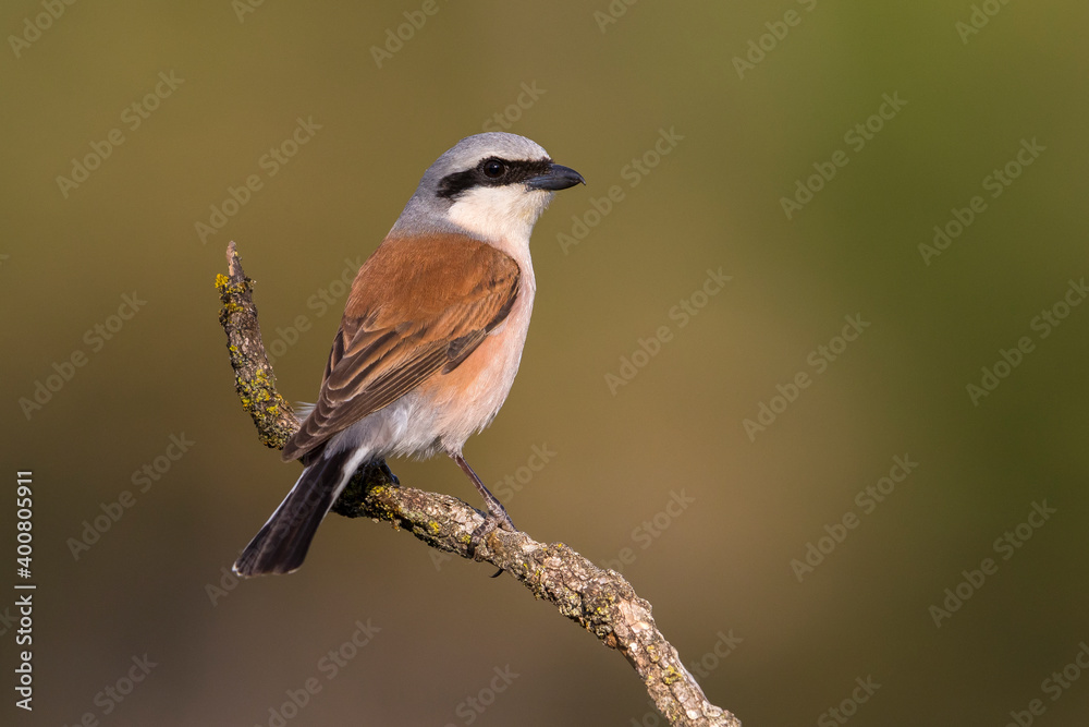Fototapeta premium Roodkopklauwier; red-backed Shrike; Lanius collurio