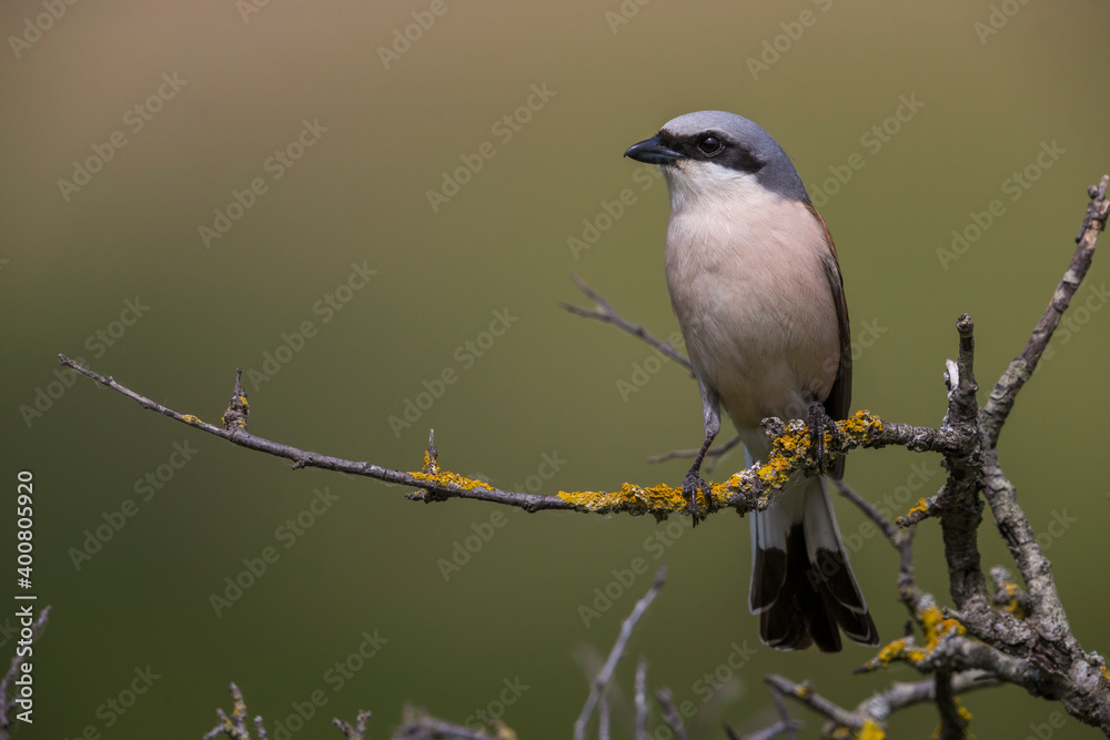Grauwe Klauwier; Red-backed Shrike; Lanius collurio Grauwe Klauwier; Red-backed Shrike; Lanius collurio