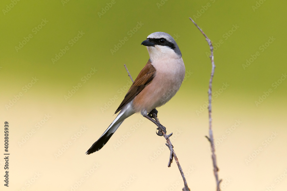 Obraz premium Roodkopklauwier; red-backed Shrike; Lanius collurio