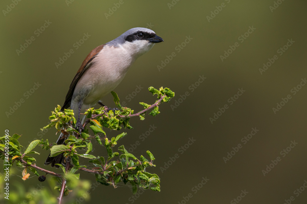 Grauwe Klauwier; Red-backed Shrike; Lanius collurio Grauwe Klauwier; Red-backed Shrike; Lanius collurio