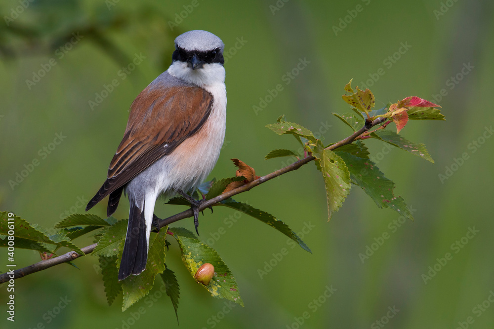 Obraz premium Grauwe Klauwier; Red-backed Shrike; Lanius collurio