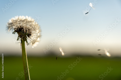 Fototapeta Naklejka Na Ścianę i Meble -  clouseup image of a dandelion flower with its seeds carried away by the wind