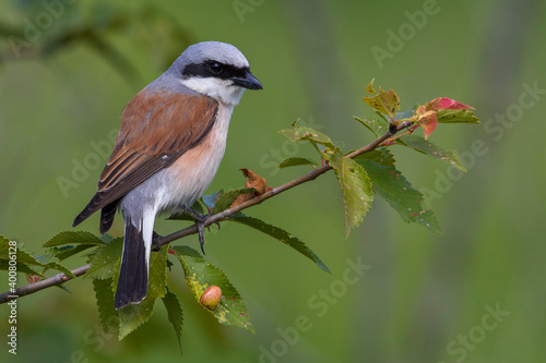 Grauwe Klauwier; Red-backed Shrike; Lanius collurio