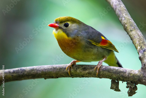 Japanse Nachtegaal; Red-billed Leiothrix; Leiothrix lutea photo