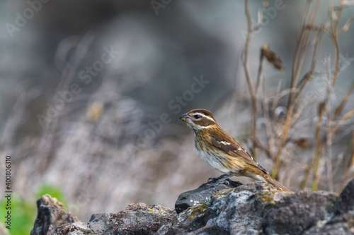 Roodborstkardinaal, Rose-breasted Grosbeak, Pheucticus ludovicianus