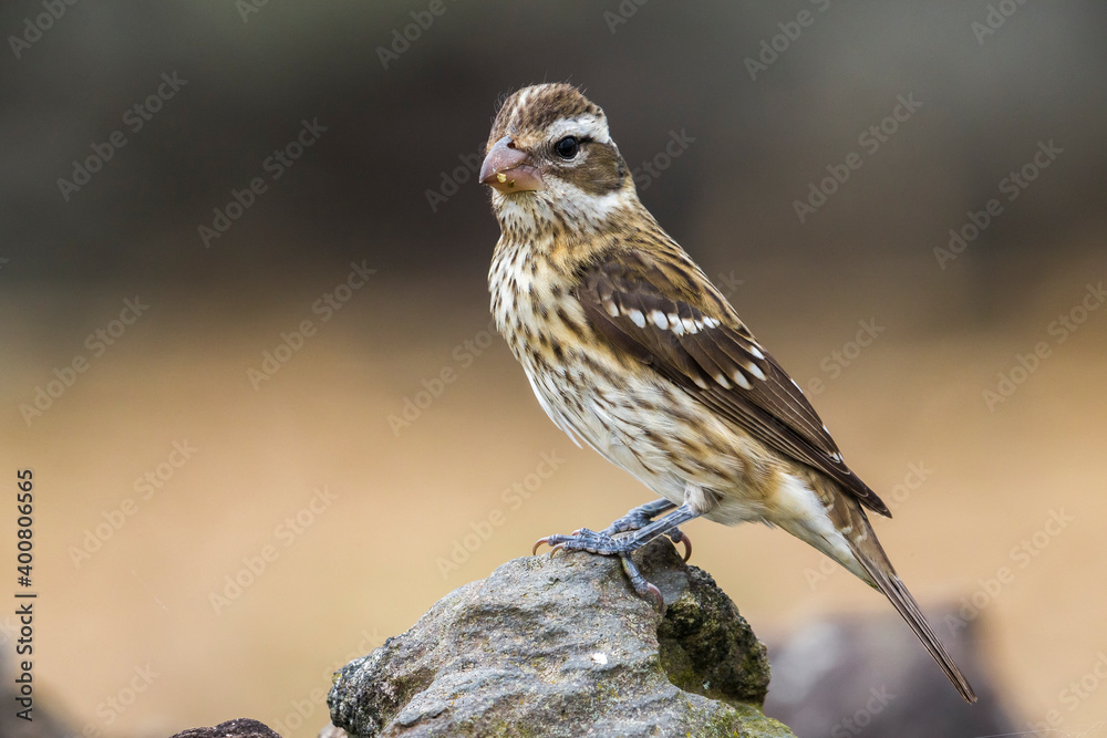 Fototapeta premium Roodborstkardinaal, Rose-breasted Grosbeak, Pheucticus ludovicianus