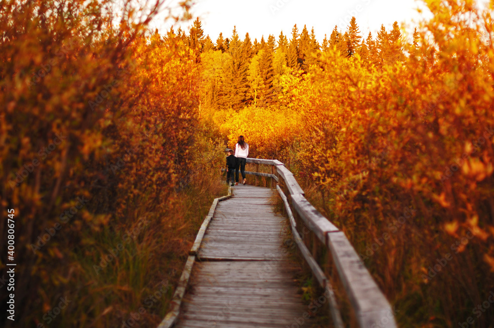 walk in the autumn woods walk in the autumn woods