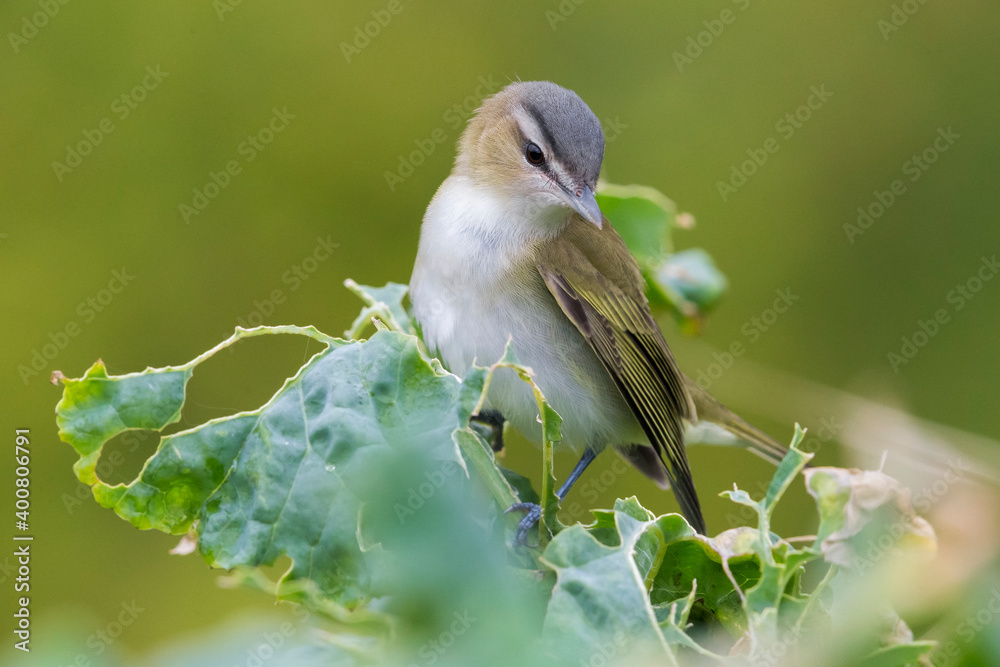 Fototapeta premium Roodoogvireo, Red-eyed Vireo, Vireo olivaceus