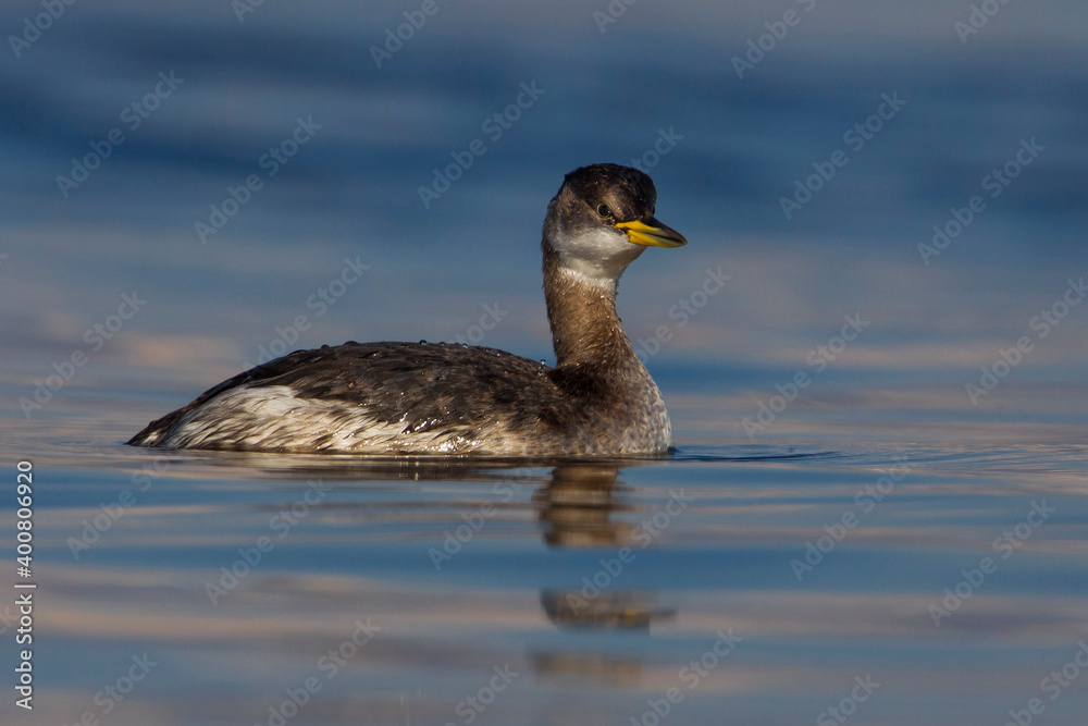 Roodhalsfuut; Red-necked Grebe; Podiceps grisegena Roodhalsfuut; Red-necked Grebe; Podiceps grisegena
