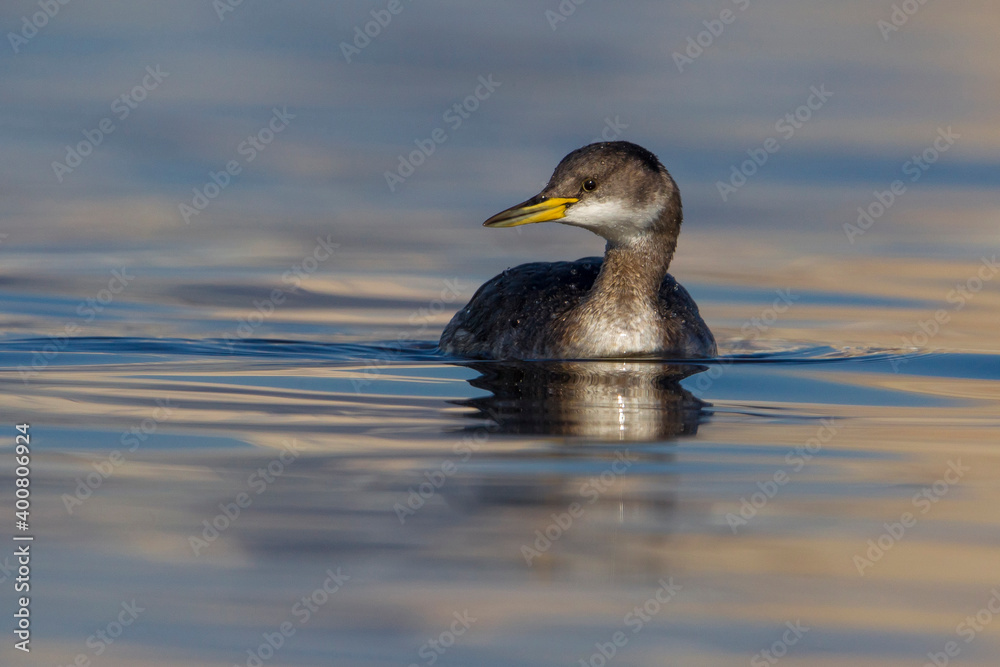 Roodhalsfuut; Red-necked Grebe; Podiceps grisegena Roodhalsfuut; Red-necked Grebe; Podiceps grisegena