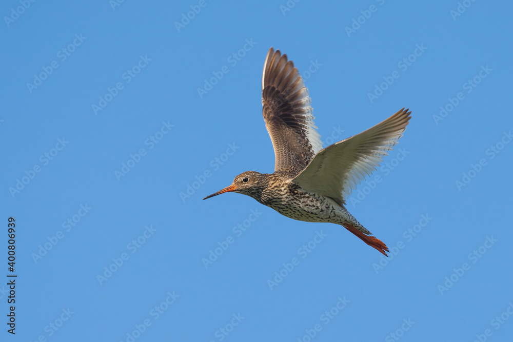 Fototapeta premium Tureluur; Redshank; Tringa totanus