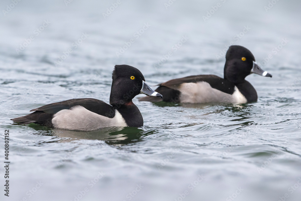 Fototapeta premium Ringsnaveleend; Ring-necked Duck, Aythya collaris