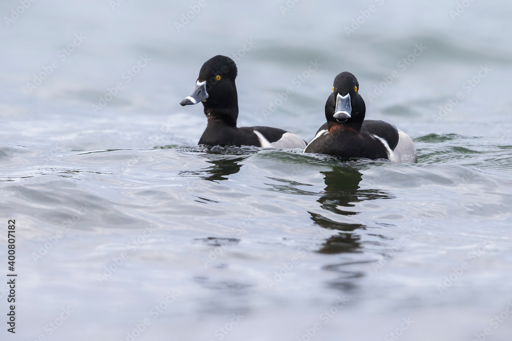 Ringsnaveleend; Ring-necked Duck, Aythya collaris Ringsnaveleend; Ring-necked Duck, Aythya collaris