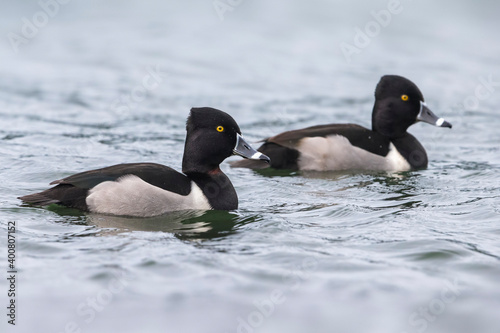 Ringsnaveleend; Ring-necked Duck, Aythya collaris
