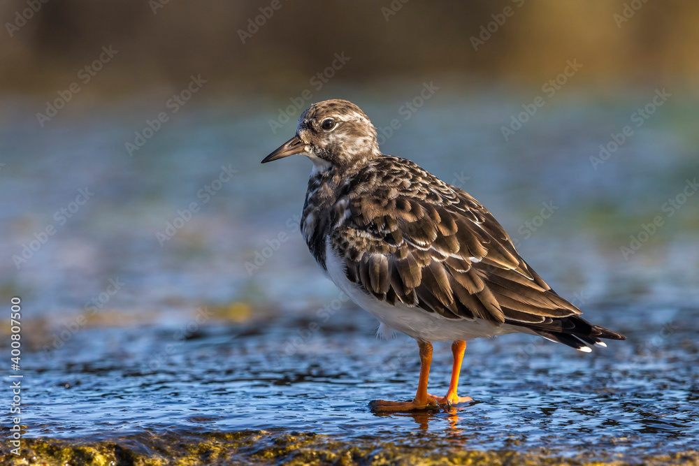 Steenloper; Ruddy Turnstone; Arenaria interpres Steenloper; Ruddy Turnstone; Arenaria interpres