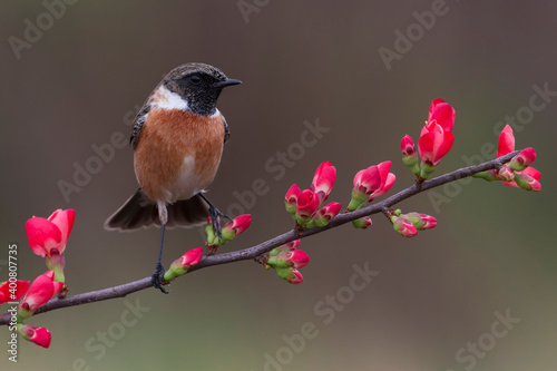 Roodborsttapuit; European Stonechat; Saxicola rubicola photo