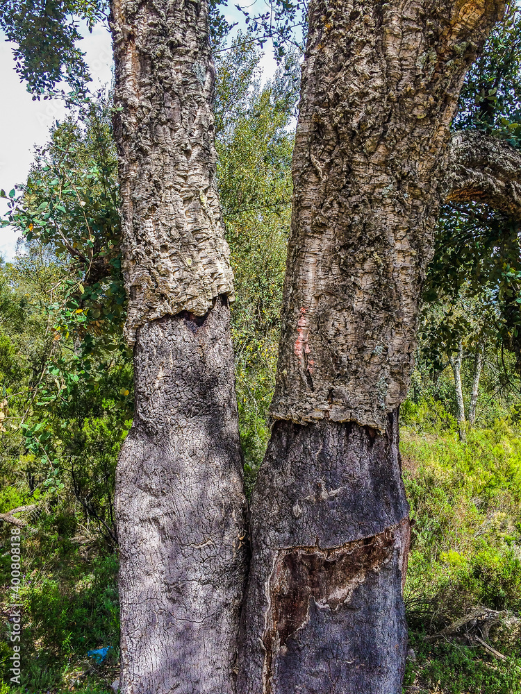 Detail of two cork trees in north Morocco in spring Detail of two cork trees in north Morocco in spring
