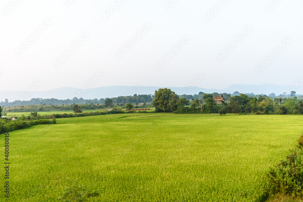 Paddy fields in the rural parts of India

