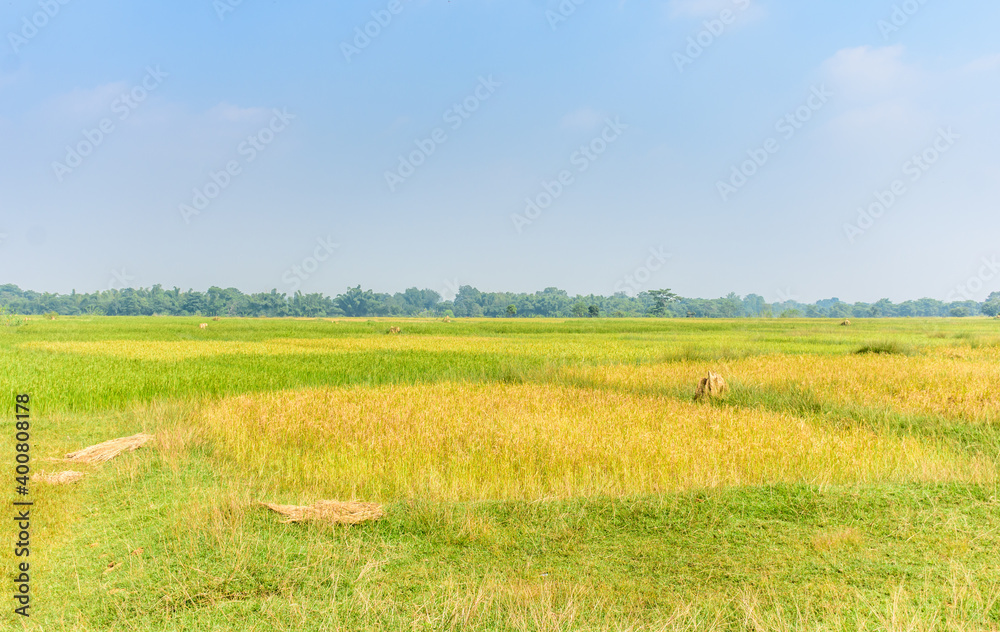 Paddy fields in the rural parts of India
