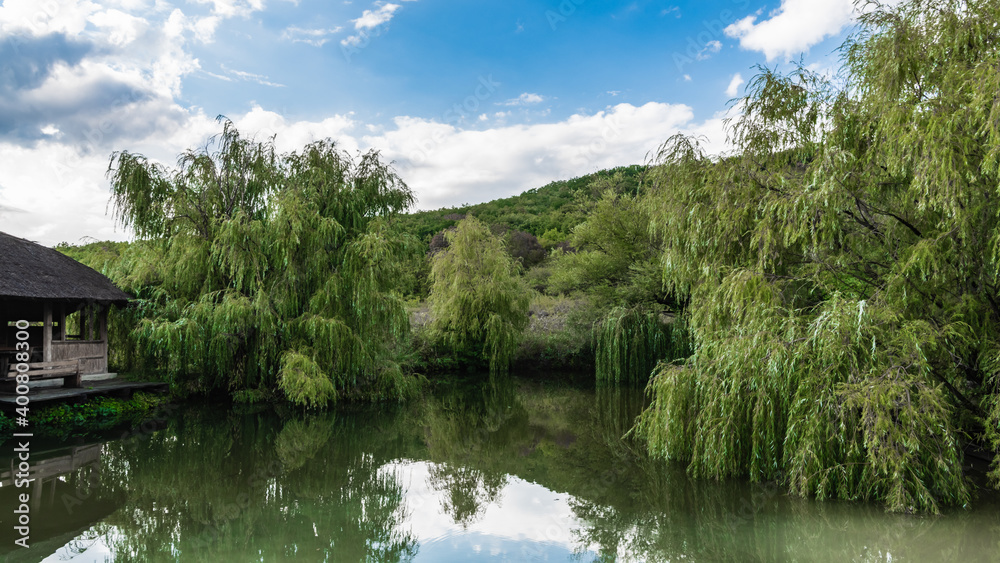 A small pond surrounded by weeping willows A small pond surrounded by weeping willows