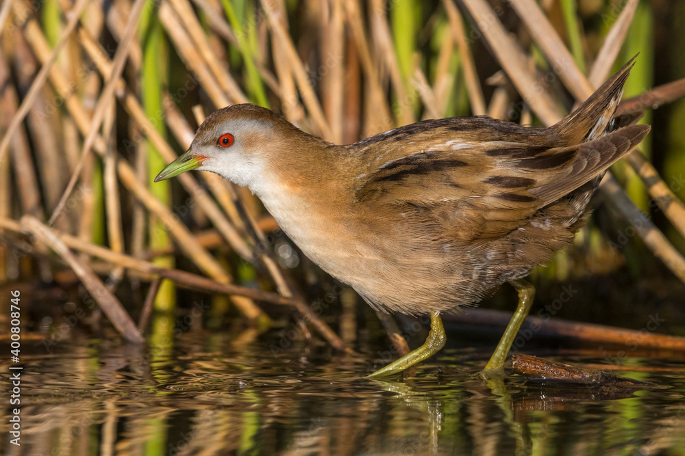 Klein Waterhoen; Little Crake; Porzana parva Klein Waterhoen; Little Crake; Porzana parva