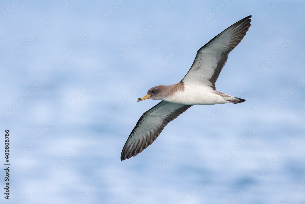 Scopoli's Pijlstormvogel; Scopoli's Shearwater; Calonectris diomedea diomedea Scopoli's Pijlstormvogel; Scopoli's Shearwater; Calonectris diomedea diomedea