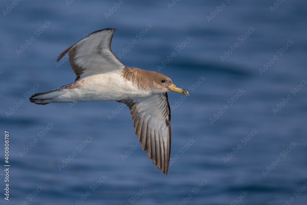Scopoli's Pijlstormvogel; Scopoli's Shearwater; Calonectris diomedea diomedea Scopoli's Pijlstormvogel; Scopoli's Shearwater; Calonectris diomedea diomedea