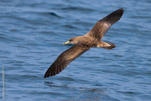 Scopoli's Pijlstormvogel; Scopoli's Shearwater; Calonectris diomedea diomedea photo