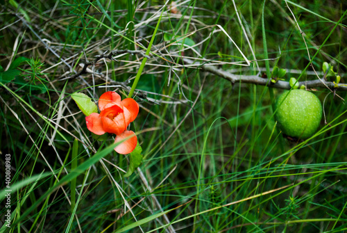 Wild bush with fruits. Nature photo