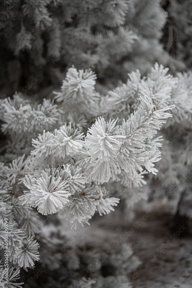 Pine branches covered with frost, spruce covered with frost