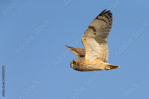 Velduil; Short-eared Owl; Asio flammeus photo