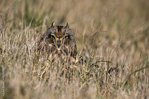 Velduil; Short-eared Owl; Asio flammeus