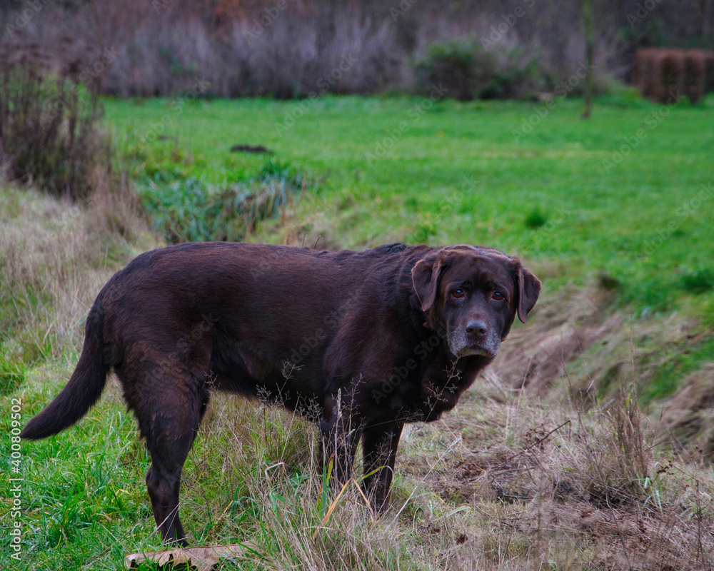 Old chocolate Labrador retriever standing outside in the field and looking to the camera, photo made on 20 december 2020 in Weert the Netherlands Old chocolate Labrador retriever standing outside in the field and looking to the camera, photo made on 20 december 2020 in Weert the Netherlands