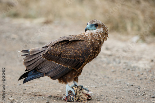 Juvenile bateleur(Terathopius ecaudatus) eating a leopard tortoise in Kruger National Park in South Africa photo