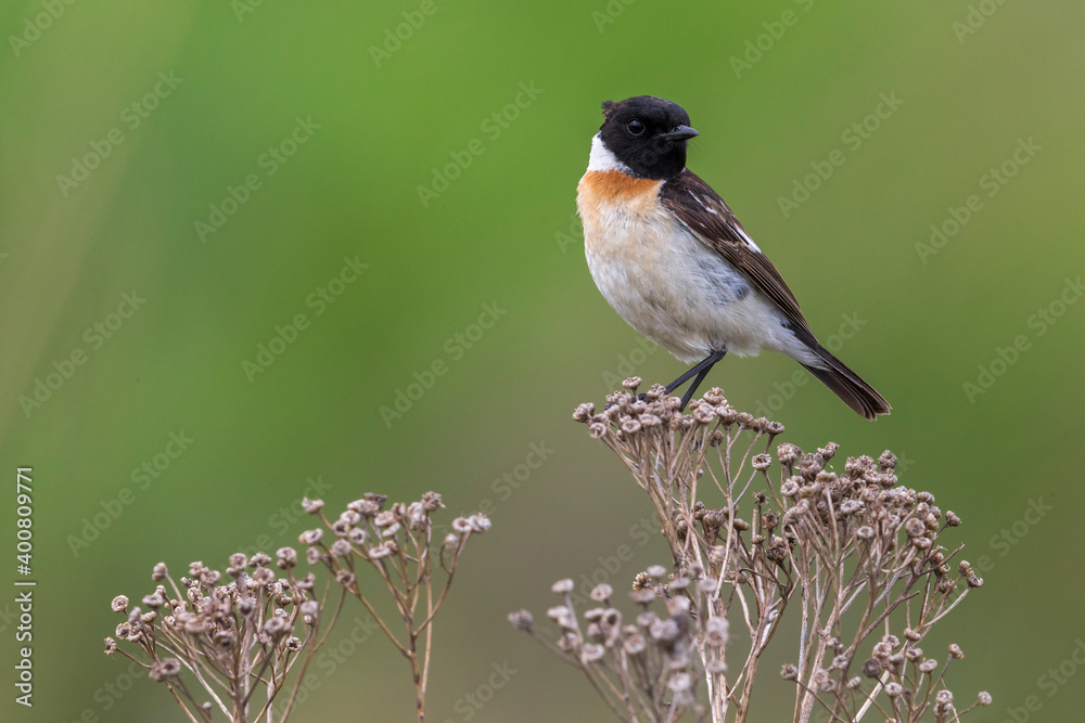 Aziatische Roodborsttapuit; Siberian Stonechat; Saxicola maurus