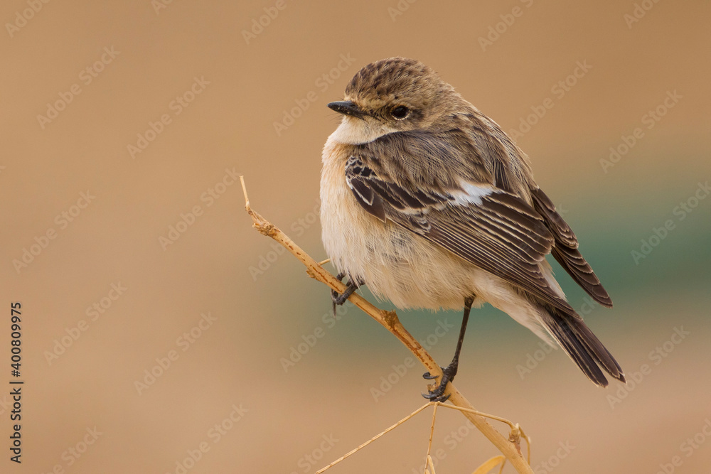 Obraz premium Aziatische Roodborsttapuit; Siberian Stonechat; Saxicola maurus