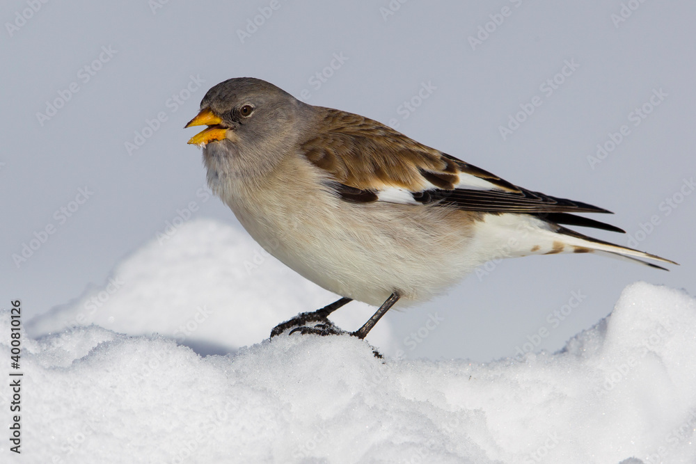 Sneeuwvink; Snowfinch; Montifringilla nivalis Sneeuwvink; Snowfinch; Montifringilla nivalis