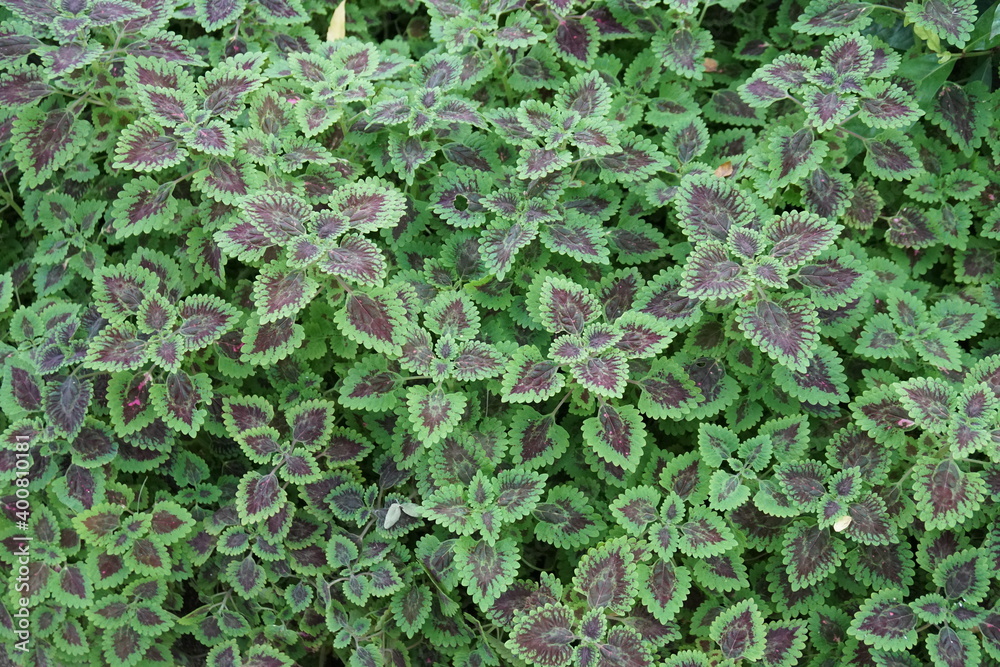 Obraz premium Chocolate drop coleus plant background