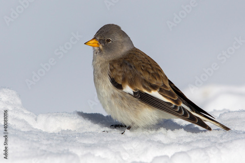 Sneeuwvink; Snowfinch; Montifringilla nivalis photo