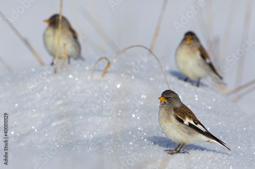 Sneeuwvink  Snowfinch  Montifringilla nivalis