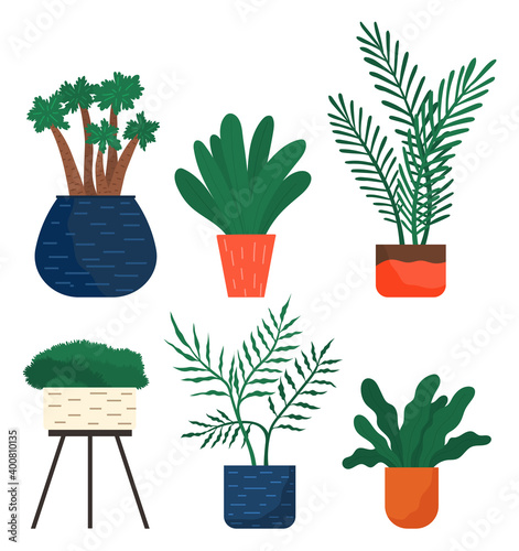 Set of pot with houseplant isolated. Vector flowerpot of decorative green plant with long leaves in ceramic pot. Indoor plant concept of domestic greenery. Icon for home interior plant of bamboo